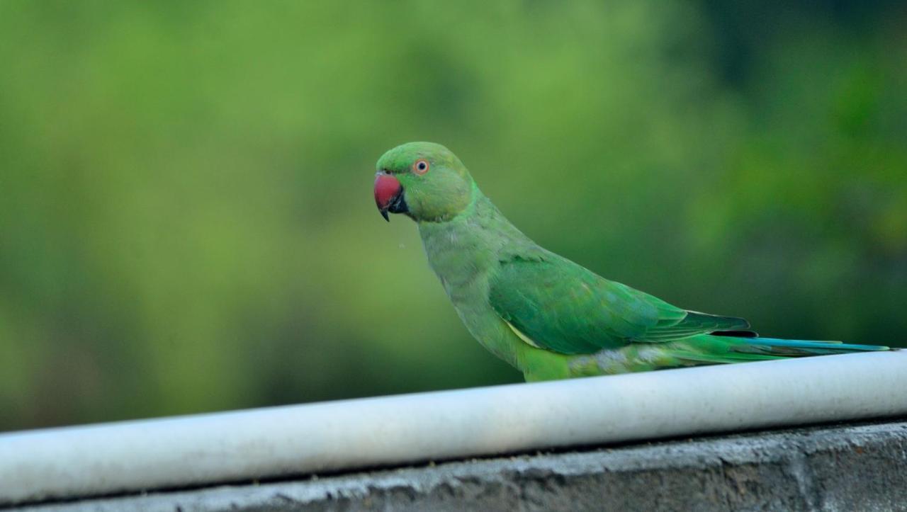 Nature Resort Agra  Exterior foto